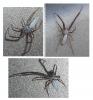 Uloborus walckenaerius